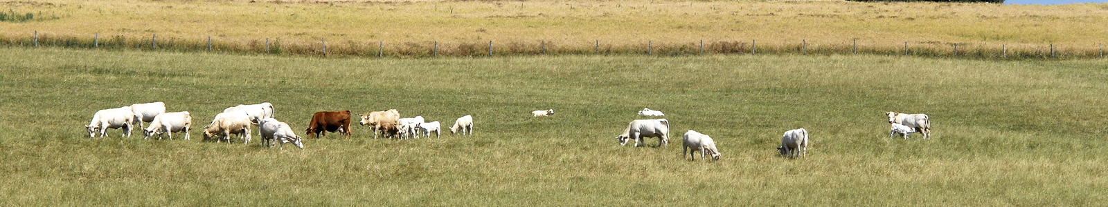 Weiße Rinder auf der Weide ©Feuerbach
